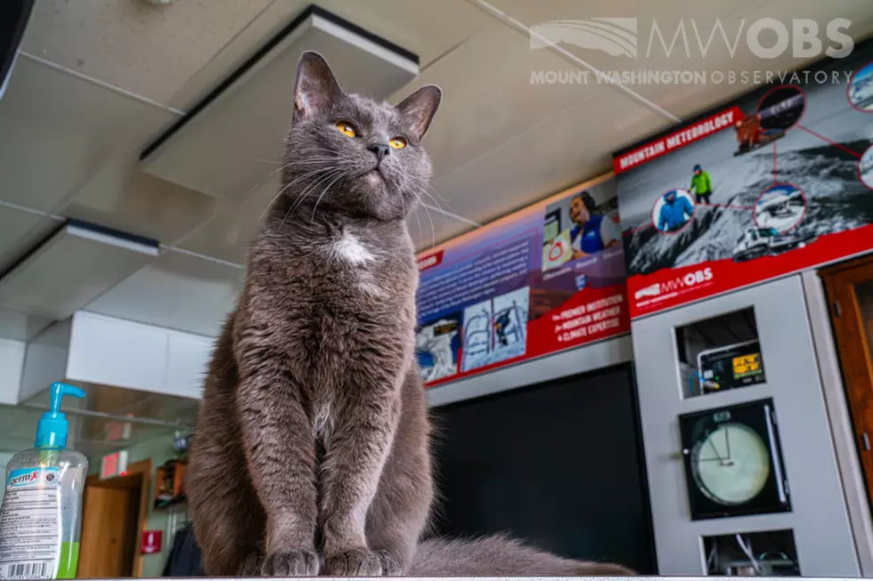 17 Adorable Photos of The New Hampshire Cat Who Calls Mount Washington Observatory Home